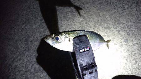 アジは雨でも、