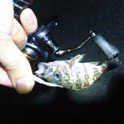 アジング時々…