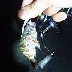 アジング時々…