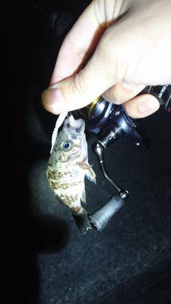 アジング時々…