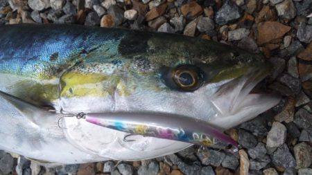 ミノーでゲット！！