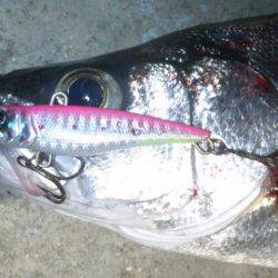 ナイトシーバス