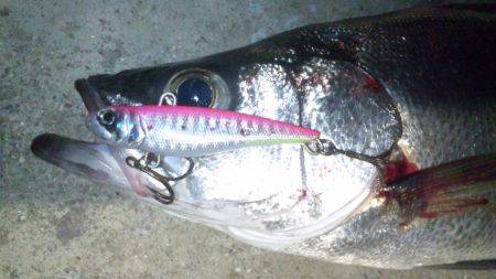 ナイトシーバス