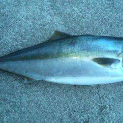 ショアジギング釣行