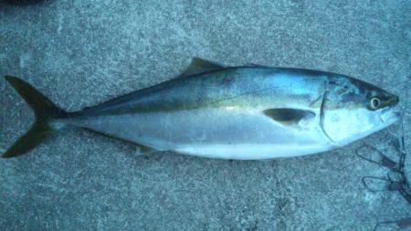 ショアジギング釣行