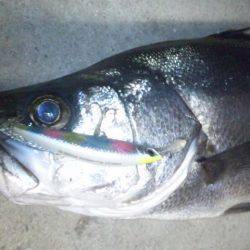 ナイトシーバス