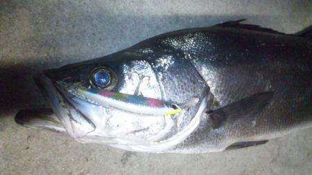 ナイトシーバス