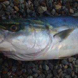 ショアジギング釣行