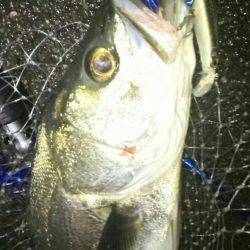 久し振りに釣れた…