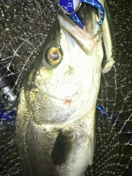 久し振りに釣れた…