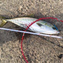 イワシ・アジ！イルカもきたよ！