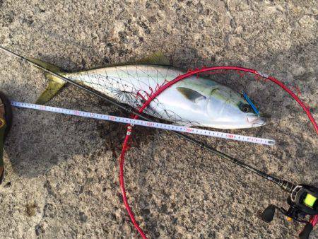 イワシ・アジ！イルカもきたよ！