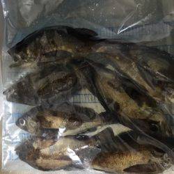 爆風の中メバル調査