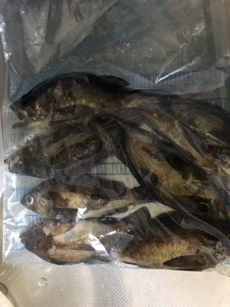 爆風の中メバル調査