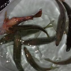 何か釣れるかなぁ?