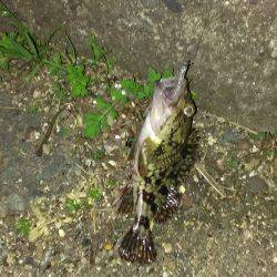 アジング／其の三