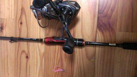 なんとか１匹ゲット