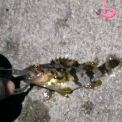 ボウズ逃れのメバリング