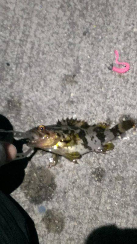 ボウズ逃れのメバリング