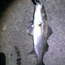 リハビリ完了 久々に釣れました！