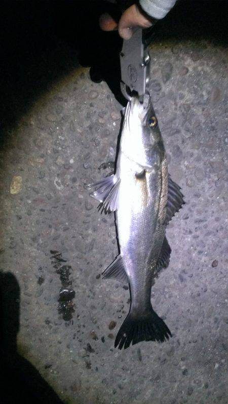 リハビリ完了 久々に釣れました！