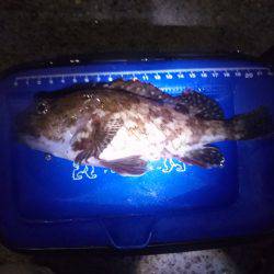 ロックフィッシュのお祭り