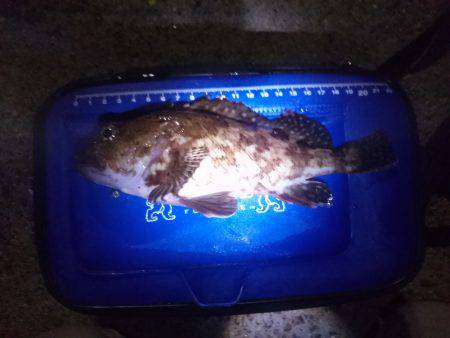 ロックフィッシュのお祭り