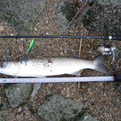 ｼｰﾊﾞｽ修行