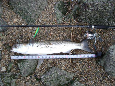 ｼｰﾊﾞｽ修行