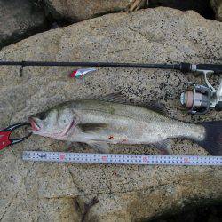 ｼｰﾊﾞｽ修行