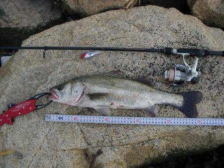 ｼｰﾊﾞｽ修行