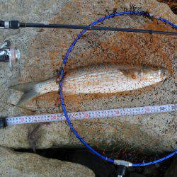 ｼｰﾊﾞｽ修行