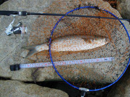 ｼｰﾊﾞｽ修行