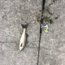 朝マズメ　シーバス