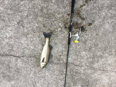 朝マズメ　シーバス