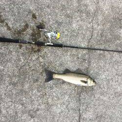 朝マズメ　シーバス