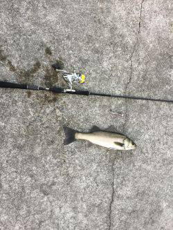 朝マズメ　シーバス