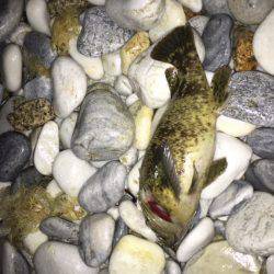 雨の中のメバリング