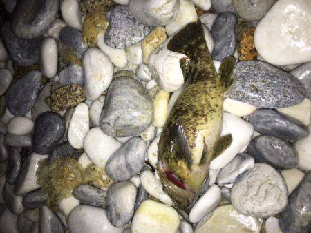 雨の中のメバリング