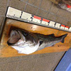 アジ飲ませでスズキ