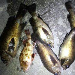 メバリング好調!!