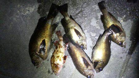 メバリング好調!!