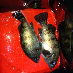 メバリング好調？