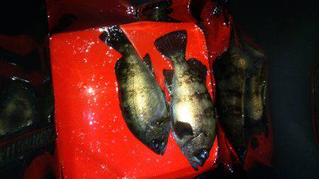 メバリング好調？