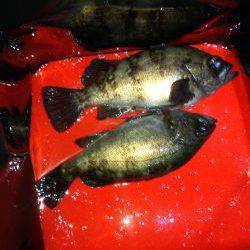 メバリング好調？