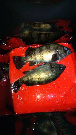 メバリング好調？