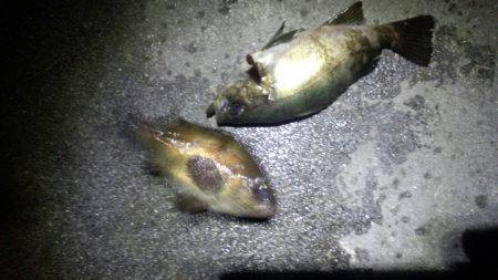 メバリング好調？