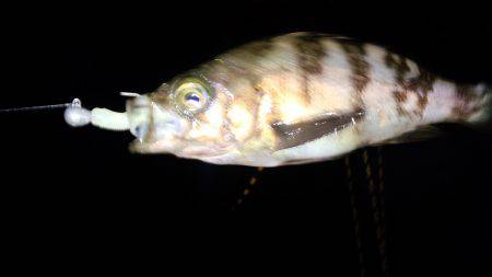 ビックガッシー