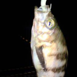 ビックガッシー