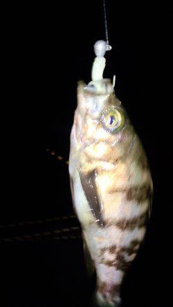 ビックガッシー